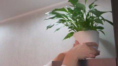 Kadın eli Spatthiphyllum blandum ile saksıda duruyor.