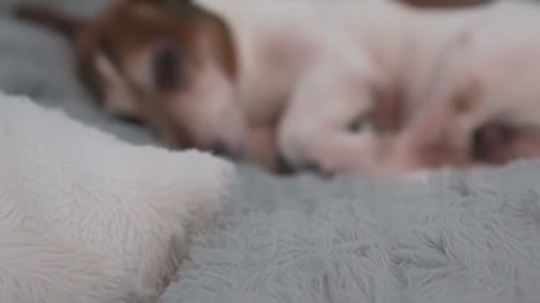 Old sick small dog Jack Russell terrier lying on soft blanket — Vídeo de Stock