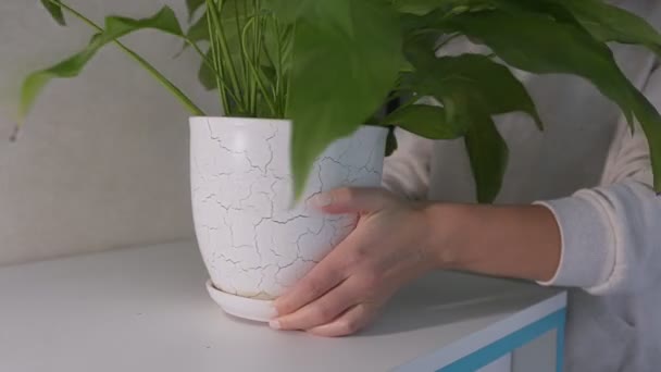 Huisvrouw plaatst keramische bloempot met Spathiphyllum blandum plant — Stockvideo