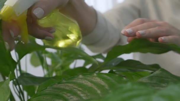 Vrouw handen sproeien water op bladeren van groene Spathiphyllum boom — Stockvideo