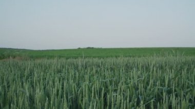 Genç yeşil buğday kulakları ilkbahar günü tarlada yetişir.
