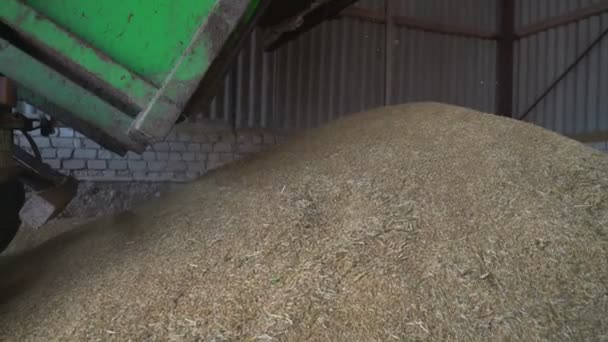 Agricultural truck reloading wheat or barley grain harvest in huge pile — стоковое видео