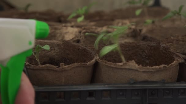 Professional farmer with bottle sprays tomato seedlings — Vídeo de stock