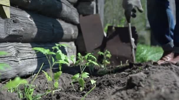Campesino calificado planta pequeños brotes verdes en el suelo — Vídeos de Stock