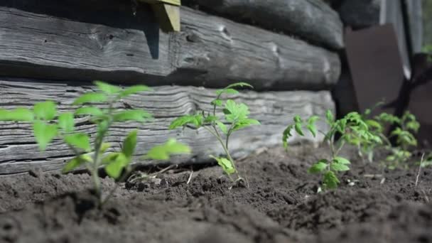 오래 된 건물 근처에 푸른 토마토 싹이나 있는 마을 정원 — 비디오