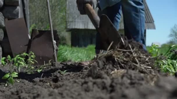 Zahradník vykopává zahradu se zelenou trávou drží lopatu — Stock video