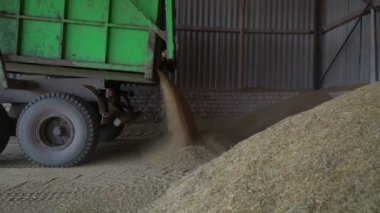Kamyon tahıl ambarındaki karavandan tahıl boşaltıyor.