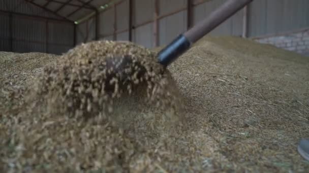 Farmer throws grain with shovel into granary — 图库视频影像