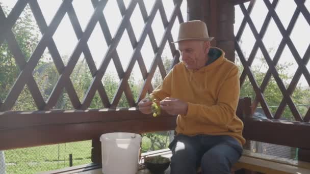 Šťastný starší farmář v klobouku sedí na dřevěné pergole a ochutnávka hroznových bobulí. — Stock video
