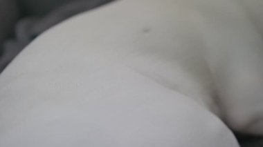 Yalnız beyaz Jack Russell Terrier evdeki yumuşak köpek yatağında uyuyor..