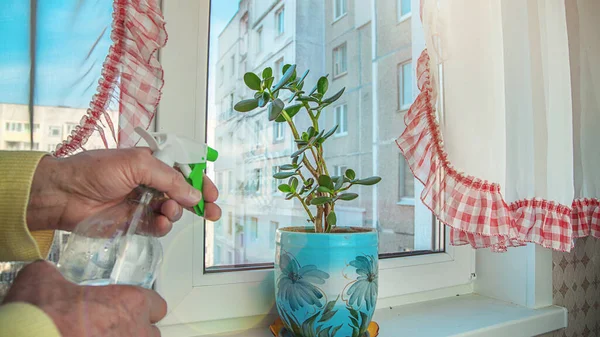 Houseplant Crassula ovata jadeit rostlina peníze strom rostoucí v modré váze — Stock fotografie