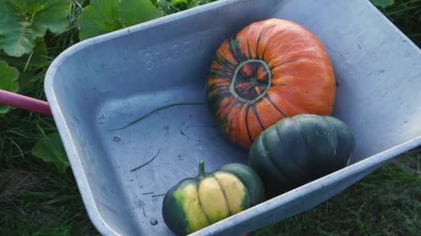 L'uomo raccoglie le zucche e toglie dal giardino della fattoria — Video Stock