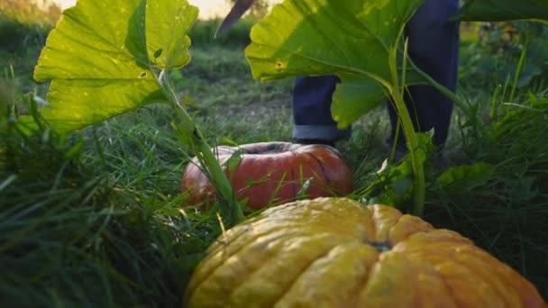 Człowiek tnie i podnosi dynię w ogrodzie warzywnym — Wideo stockowe
