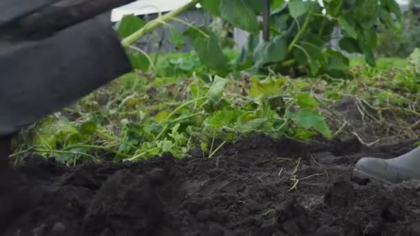 Äldre jordbrukare i smutsiga handskar gräver i grönsaksträdgården — Stockvideo
