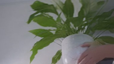 Ev hanımı ahşap rafta büyük yeşil yapraklarla ayakta duruyor.