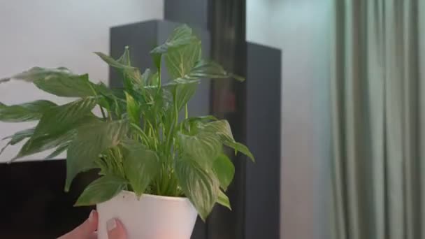 Vrouw plaatst Spathiphyllum plant in vaas op houten plank — Stockvideo