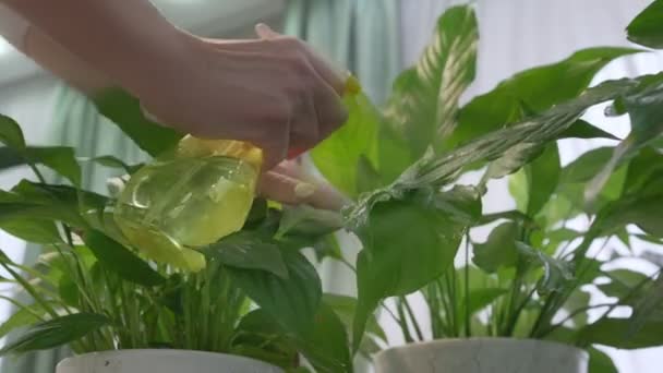 Vrouw sproeien plant met zuiver water uit spray fles in haar huis. — Stockvideo