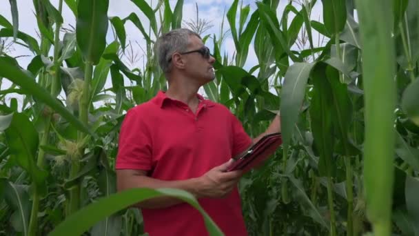 Agricultor masculino en gafas de sol comprueba brotes de maíz de pie en el campo de maíz — Vídeo de stock