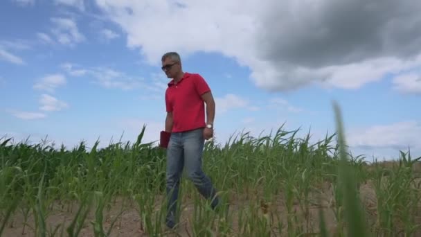 Man agronomist loopt door maïsveld en registreert gegevens in tablet — Stockvideo