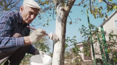 Yaşlı bahçıvan beyaz şapkalı ağaç gövdesini fırçayla boyuyor.