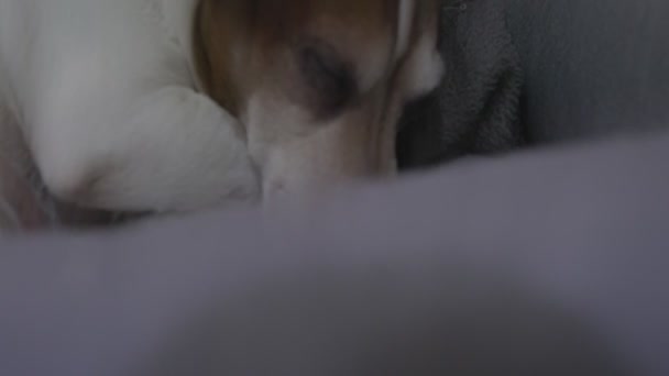 可爱的小狗睡在他家的位置近视 — 图库视频影像
