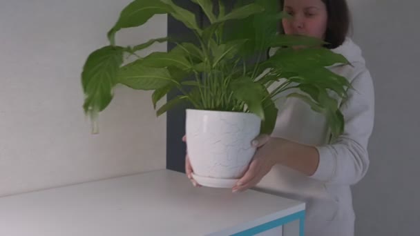 Vrouw staat spathiphyllum in witte pot op houten tafel. — Stockvideo