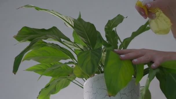 Vrouwelijke hand sproeiwater op groene bladeren van spathiphyllum plant. — Stockvideo