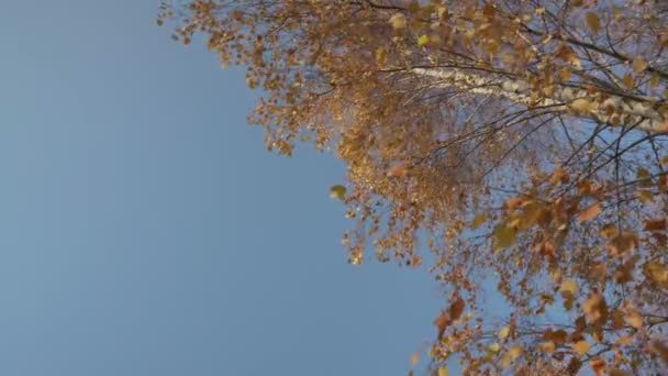 Jesienna brzoza z żółtymi suchymi liśćmi kołyszącymi się lekkim wiatrem — Wideo stockowe