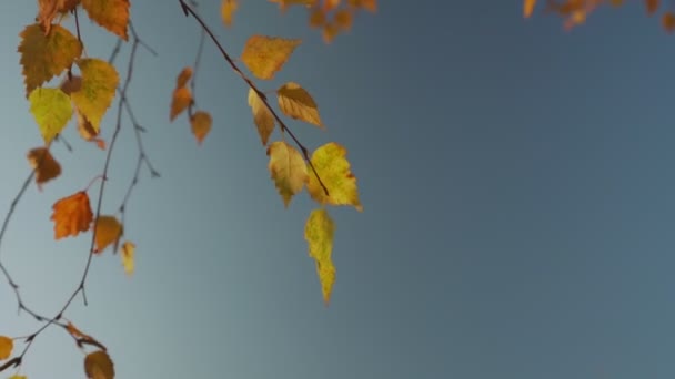 Vista cercana de las hojas de color amarillo abedul otoño — Vídeos de Stock