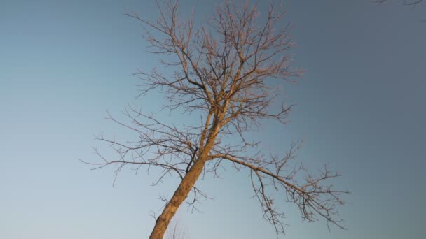 Mavi gökyüzüne karşı kurumuş dalları olan eski ağaç gövdesinin silueti. — Stok video