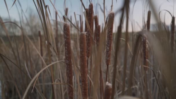 Veel voorkomende bulrush met pluizige foelie groeien op moeras kust — Stockvideo