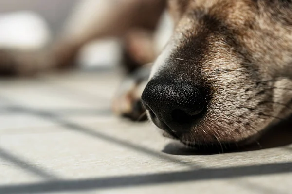 Nariz negra con grandes fosas nasales en bozal de gato perro russell terrier — Foto de Stock