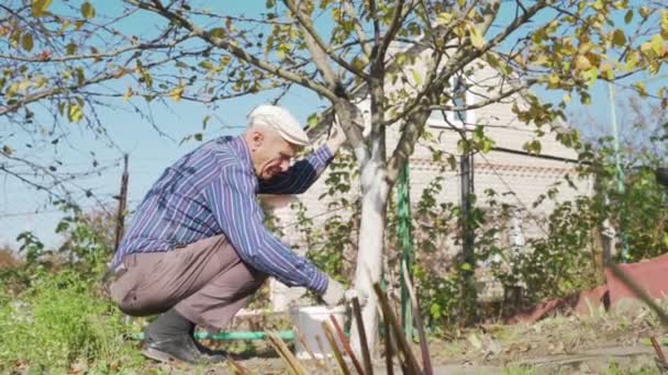 Anciano agricultor pintando tronco de árbol con mortero de cal blanca — Vídeos de Stock