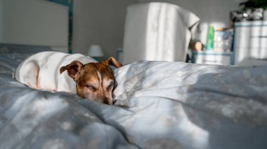 Tatlı köpek Jack Russell teriyeri yumuşak battaniyede uyuyor. Yaklaş..