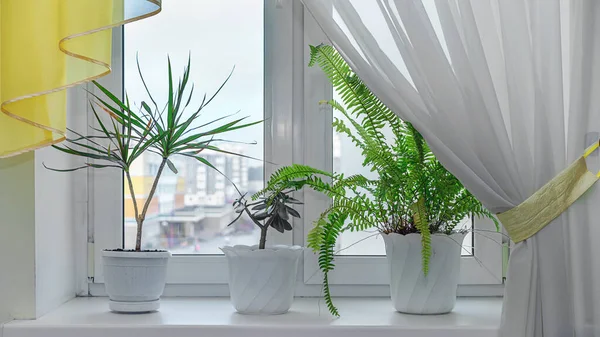 Plantes d'intérieur poussant à partir de pots blancs debout sur le rebord de la fenêtre — Photo