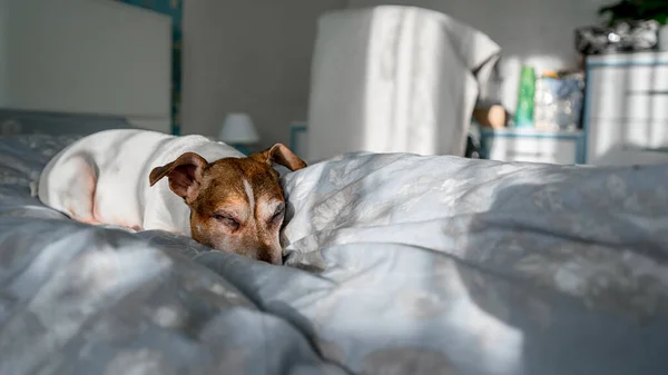 Adorable perro Jack Russell terrier dormido en suave manta de cerca. — Foto de Stock