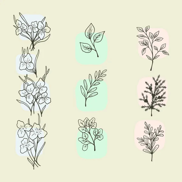 Desenho Botânico Ramos Fábrica Contornos Gráficos Flores Desenhado Mão Manchas —  Vetores de Stock