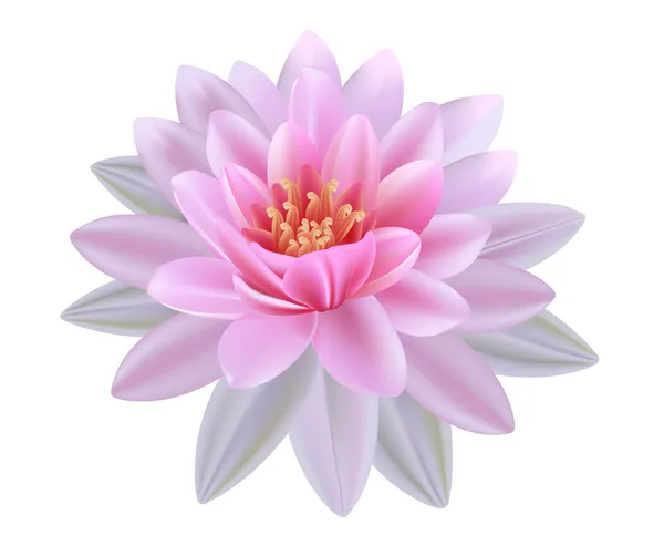 Lotus Flower — Stock Vector