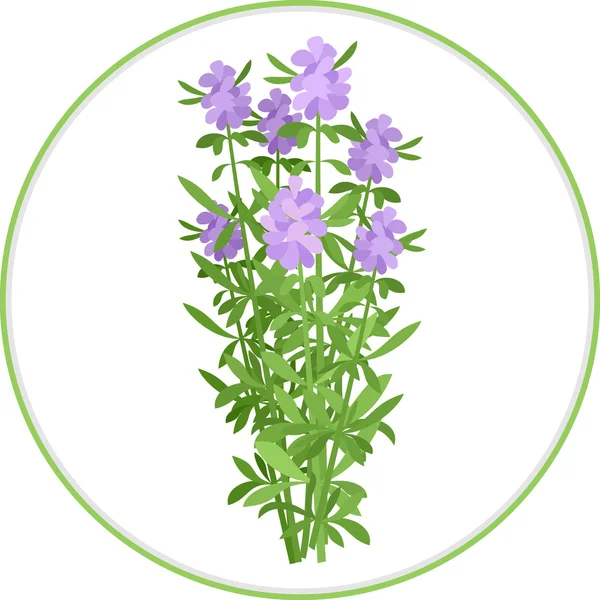 Hyssop Bunch — Stock Vector