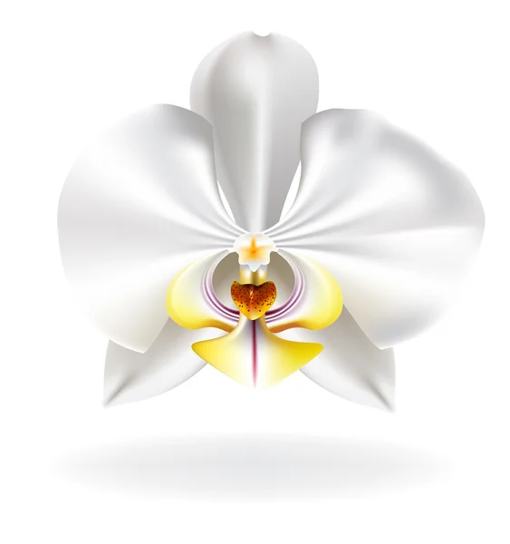 Vit orkidé — Stock vektor