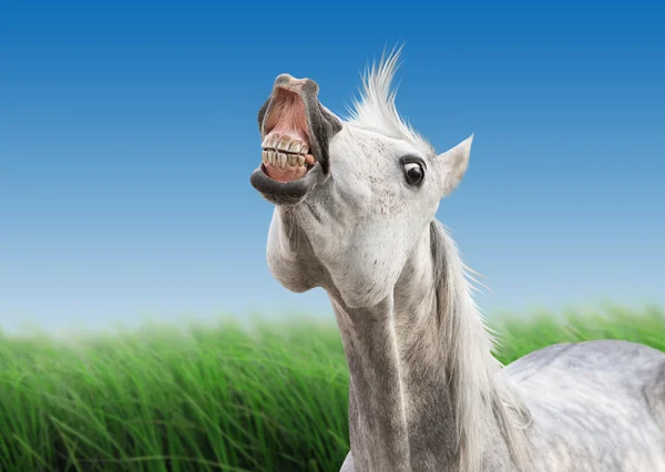 Neighing horse — Stock Photo, Image