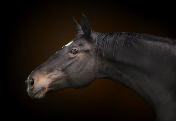 Horse portrait — Stock Photo, Image