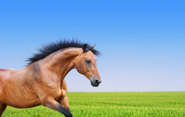 Pajiște galopată de cai — Fotografie, imagine de stoc