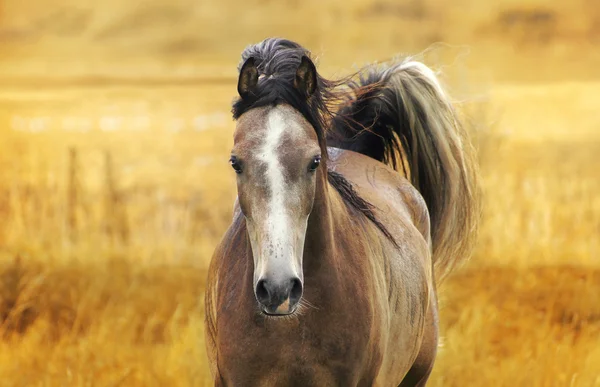 Futó ló ősz. — Stock Fotó