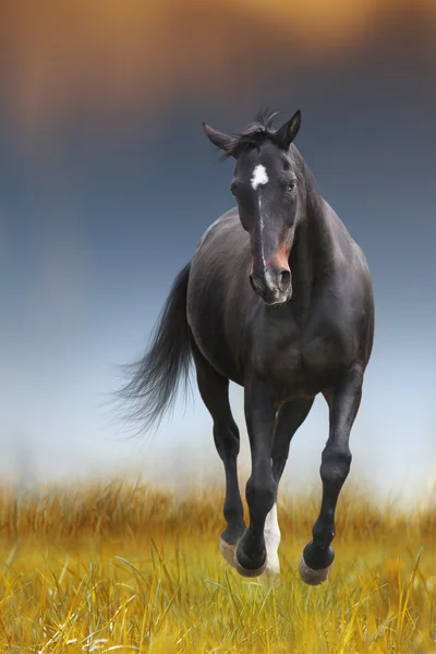 The black horse runs — Stock Photo, Image