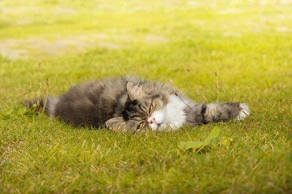 Old cat in nature — Stock Photo, Image