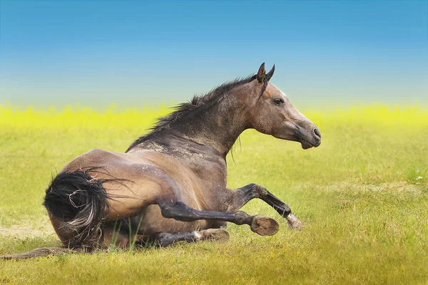 Caballo tirado sobre la hierba amarilla —  Fotos de Stock