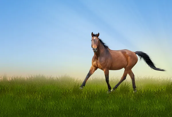 Trotting horse meadow — Stock Photo, Image