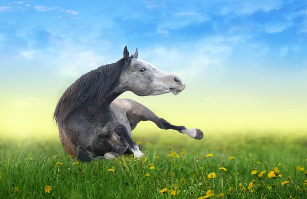 Paard liggend op het gebied van paardebloemen bij dageraad — Stockfoto