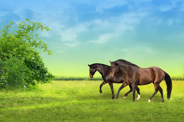 Två bruna hästar på bete i gryningen — Stockfoto